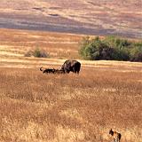 TANZANIA - Ngorongoro Crater - 67